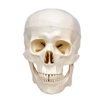 Crânio Humano Tamanho Natural em 3 Partes Anatomia