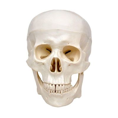 Crânio Humano Tamanho Natural em 3 Partes Anatomia