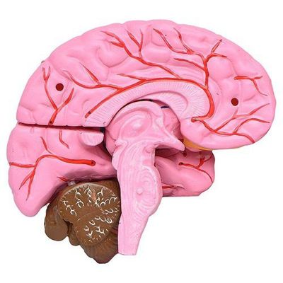 Cérebro Humano com Artérias em Tamanho Natural 8 Partes