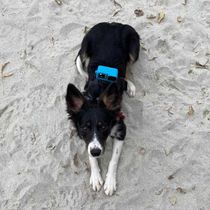 Suporte Canino de Peito e Dorso para Câmeras GoPro e Similares