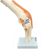 Articulação do Joelho com Ligamentos Anatomic
