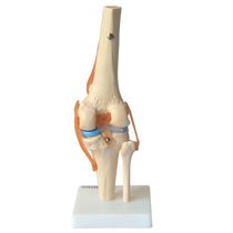 Articulação do Joelho com Ligamentos Anatomic