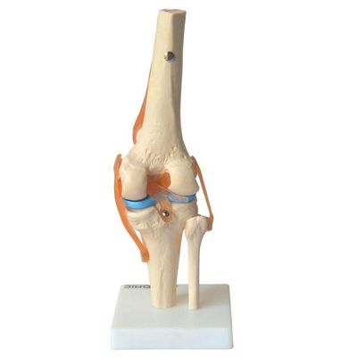 Articulação do Joelho com Ligamentos Anatomic