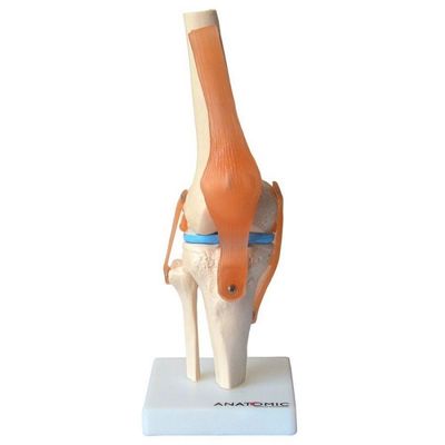 Articulação do Joelho com Ligamentos Anatomic