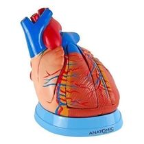Coração Humano Ampliado 3X O Tamanho Natural 5 Partes