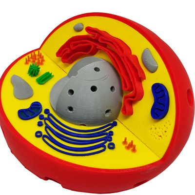 Célula Animal Eucarionte 14 cm Impressão 3d Maquete Biologia Citologia