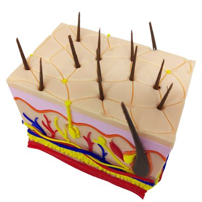 Corte Da Pele 3D Humana Ampliada Anatômico Modelo Anatomia Nervos Vasos Glândulas