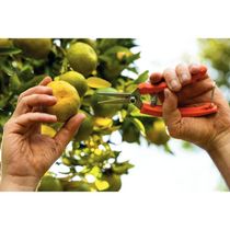 Tesoura Para Frutas Tramontina Com Cabo Plástico Tramontina