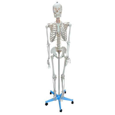 Esqueleto Humano De 1,70m De Altura