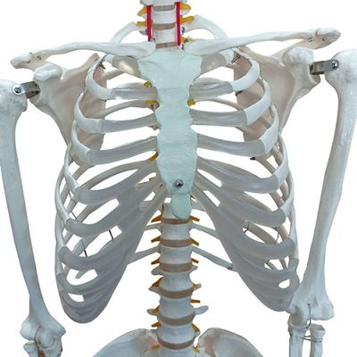 Esqueleto Humano De 1,70m De Altura