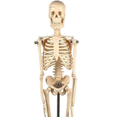 Esqueleto Humano De 45 Cm