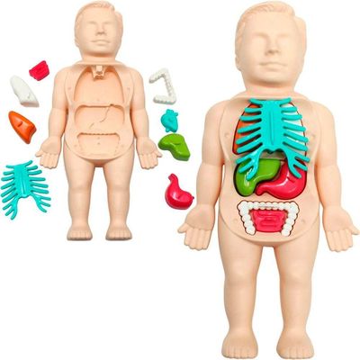 Kit Brinquedo Infantil Médico Anatomia Do Corpo Boneco 25 Peças
