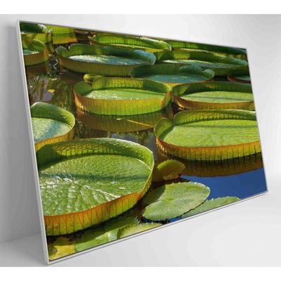 Quadro Vitória Regia Amazônia 120x80 Cm Adesivo Fotográfico