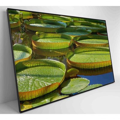 Quadro Vitória Regia Amazônia 120x80 Cm Adesivo Fotográfico