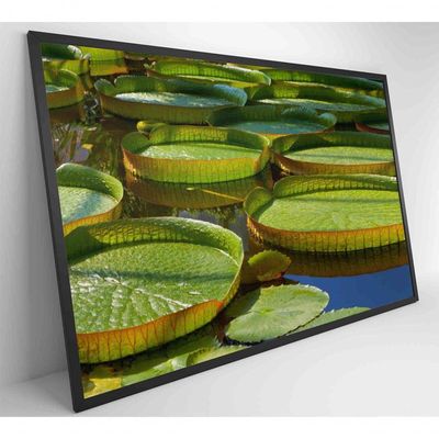 Quadro Vitória Regia Amazônia 120x80 Cm Adesivo Fotográfico