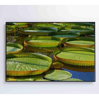 Quadro Vitória Regia Amazônia 120x80 Cm Adesivo Fotográfico