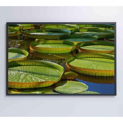 Quadro Vitória Regia Amazônia 120x80 Cm Adesivo Fotográfico