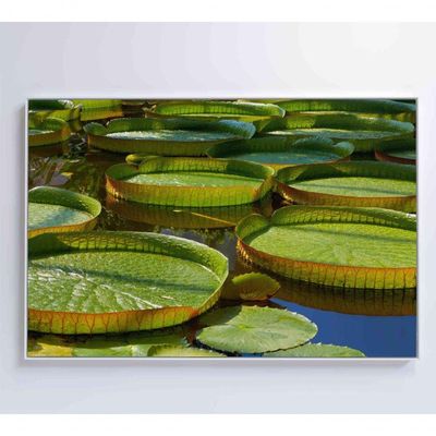 Quadro Vitória Regia Amazônia 120x80 Cm Adesivo Fotográfico