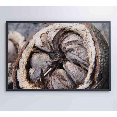 Quadro Castanha Do Pará Amazônia 120x80 Cm Tecido Canvas