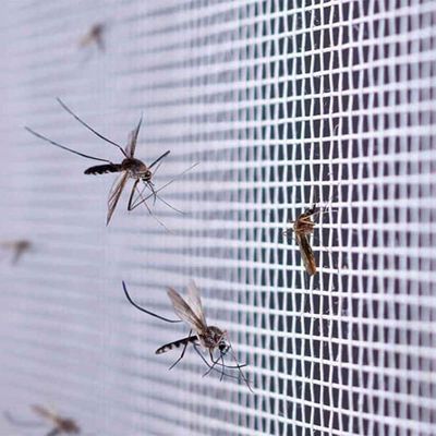 Tela Mosquiteiro Inseto Mosca 2 Metros Pernilongo Mosquito Barata Segurança Proteçao