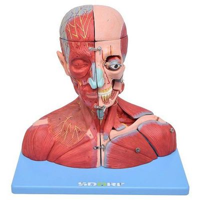 Cabeça,Pescoço Com Parte Do Tronco Musculado E Cérebro
