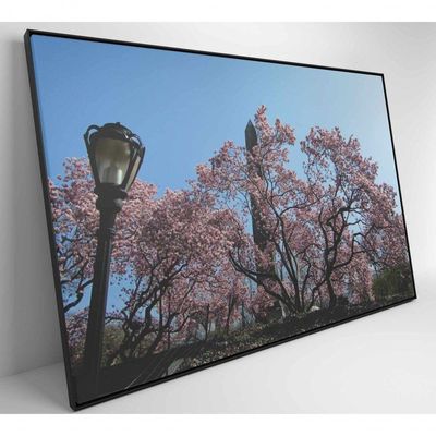 Quadro árvore Cerejeira 2 120x80 Cm Adesivo Fotográfico
