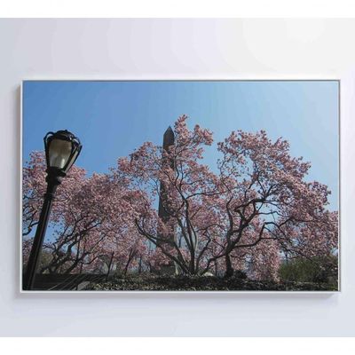 Quadro árvore Cerejeira 2 120x80 Cm Adesivo Fotográfico