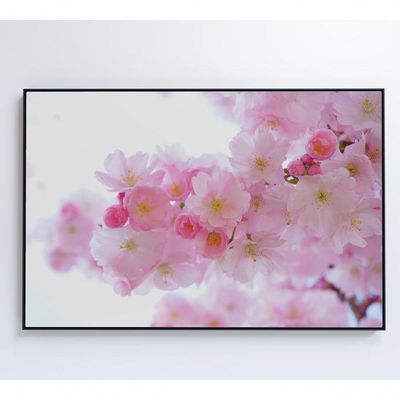 Quadro Flores Cerejeira 60x40 Cm Adesivo Fotográfico