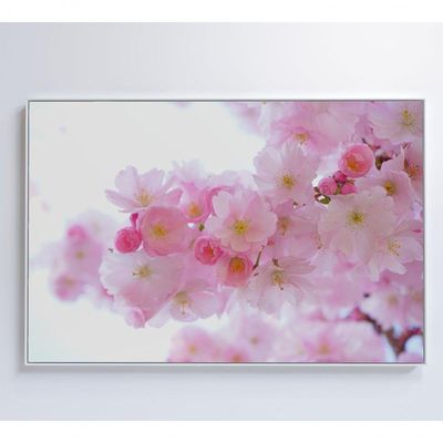 Quadro Flores Cerejeira 60x40 Cm Adesivo Fotográfico