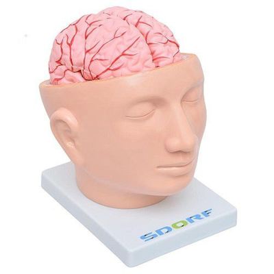 Cabeça Humana com Cérebro em 9 Partes