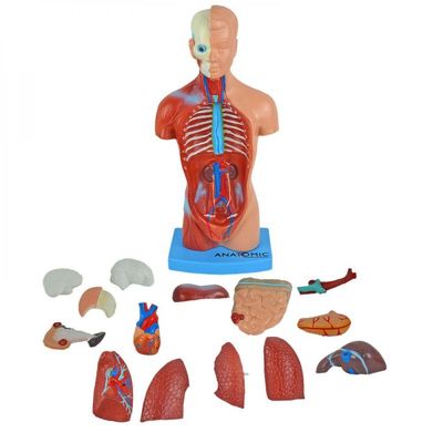Torso Humano De 28Cm Em 15 Partes + Esqueleto Humano De 45Cm