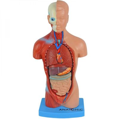 Torso Humano De 28Cm Em 15 Partes + Esqueleto Humano De 45Cm