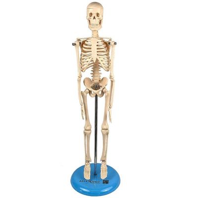Torso Humano De 28Cm Em 15 Partes + Esqueleto Humano De 45Cm