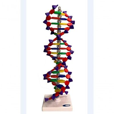 Dupla Hélice De Dna Com 40cm.