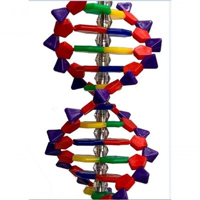 Dupla Hélice De Dna Com 40cm.