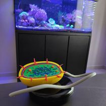 Célula Bactéria Procarionte 27 Cm Impressão 3d Maquete Biologia Citologia