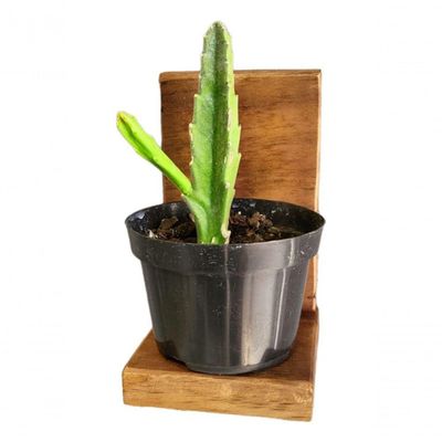 Floreira De Parede Pequena Porta Vaso