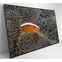 Quadro Peixe Palhaço Em Anêmona No Mar Medidas 90x60 Cm Impressão Tecido Canvas