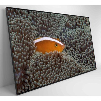 Quadro Peixe Palhaço Em Anêmona No Mar Medidas 90x60 Cm Impressão Tecido Canvas