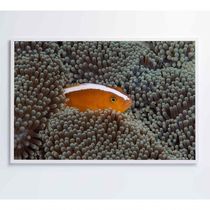 Quadro Peixe Palhaço Em Anêmona No Mar Medidas 90x60 Cm Impressão Tecido Canvas