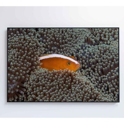 Quadro Peixe Palhaço Em Anêmona No Mar Medidas 90x60 Cm Impressão Tecido Canvas
