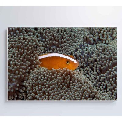 Quadro Peixe Palhaço Em Anêmona No Mar Medidas 90x60 Cm Impressão Tecido Canvas