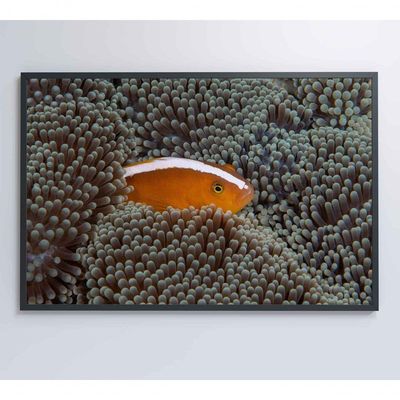 Quadro Peixe Palhaço Em Anêmona No Mar Medidas 90x60 Cm Impressão Tecido Canvas