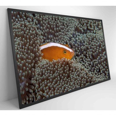 Quadro Peixe Palhaço Em Anêmona No Mar Medidas 90x60 Cm Impressão Vidro Acrílico