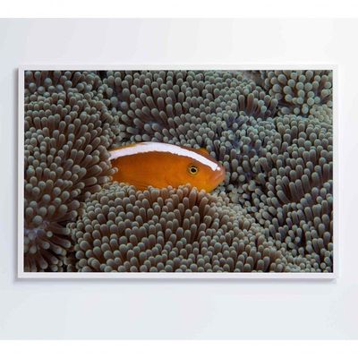 Quadro Peixe Palhaço Em Anêmona No Mar Medidas 90x60 Cm Impressão Vidro Acrílico