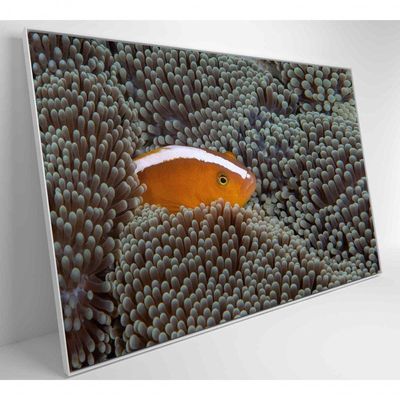 Quadro Peixe Palhaço Em Anêmona No Mar Medidas 90x60 Cm Impressão Vidro Acrílico