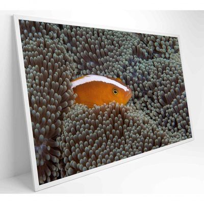 Quadro Peixe Palhaço Em Anêmona No Mar Medidas 90x60 Cm Impressão Vidro Acrílico