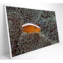 Quadro Peixe Palhaço Em Anêmona No Mar Medidas 120x80 Cm Impressão Vidro Acrílico