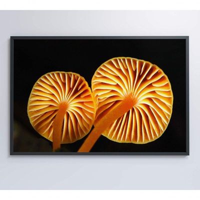 Quadro Cogumelo Da Amazônia Medidas 60x40 Cm Impressão Vidro Acrílico