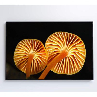 Quadro Cogumelo Da Amazônia Medidas 60x40 Cm Impressão Vidro Acrílico